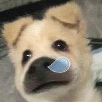 Bimbo(互推版) (@bimbo33779_i) 's Twitter Profile