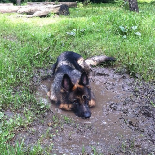 morrisstjerna's profile picture. Inernetanalfabet med glimten i ögat!