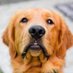 Got_Ur_6 (@k9crimefighter) Twitter profile photo Got_Ur_6 (@k9crimefighter) Twitter profile photo