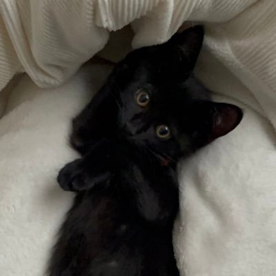 元とまちゃん/ベトナム転職/主にベトナムライフや日本にいる黒猫師匠のことをつぶやくアカウントになります🐈⬛