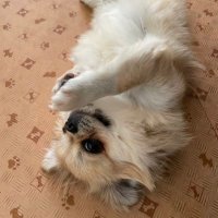 星ぽ (@hoshi_pocky) 's Twitter Profile