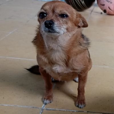 dorito_dfz's profile picture. 🏳️‍🌈 Me encantan los atardeceres ✨