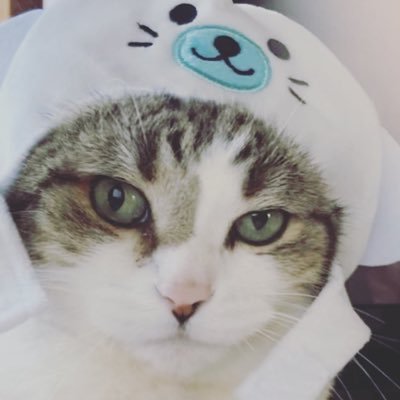実家の猫が癒し。22年/卵巣のう腫茎捻転、緊急手術にて右卵巣卵管を切除。23年/甲状腺がん告知。甲状腺右葉峡切除、右頸部リンパ節郭清(副甲状腺自家移植)手術。現在tsh抑制療法。経過観察中。24年/子宮内ポリープ切除しました。#甲状腺がん#卵巣嚢腫茎捻転