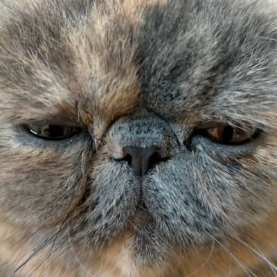 はじめまして!
猫アカウント作りました!
ゆず 保護猫 ♀
万寿(まんじゅう) エキゾチック ♀
さすまた マンチカン ♂