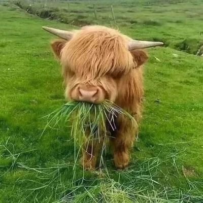 GCandiman's profile picture. 