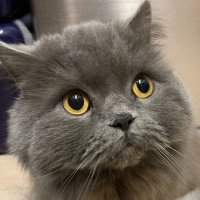 猫ネコヌコねこチャンネル(@nekox4ch) 's Twitter Profile Photo