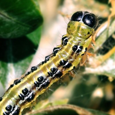 Focused on the UK growers suffering from the Box Tree Moth & Caterpillar investations and damage