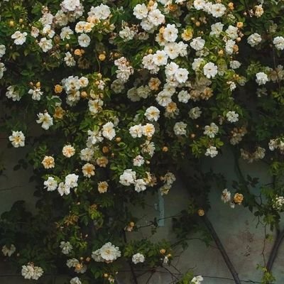 DII2P1's profile picture. سبحان الله