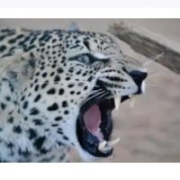 وَثْبَةُ نِمْرْ (@asshm77) 's Twitter Profile