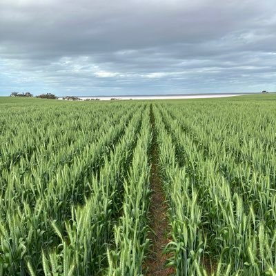 Father of 3, Husband, Mallee Farmer, Advisor for Dodgshun Medlin Ag