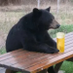 A Bear Cop @bearcop.bsky.social (@a_bear_cop) Twitter profile photo A Bear Cop @bearcop.bsky.social (@a_bear_cop) Twitter profile photo