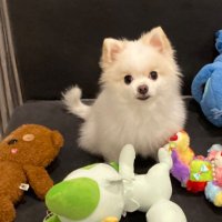 sh0007 (@ss07s23) 's Twitter Profile