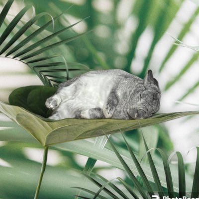 ネザーランドドワーフのシャン(オス)です。2019/1/17生まれです。 飼い主(かこ、メス)は最近カコヨンと呼ばれています。