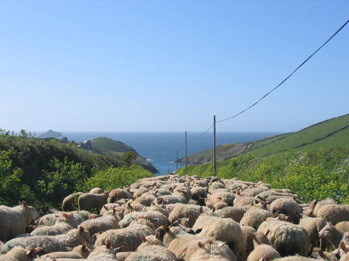 Cornish coastal farm with places to stay and sea kayak tours. Visit our website