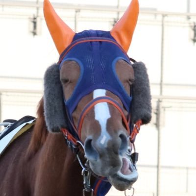 イクイノックスとスターズオンアース推し🏇ドゥーラ、スウィープフィート𝕃𝕆𝕍𝔼🫶船橋競馬中心に南関に行きます。写真はインスタのが多めに載せます。22年から🏇見始めた新参者です。