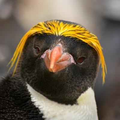 macp3nguin's profile picture. 