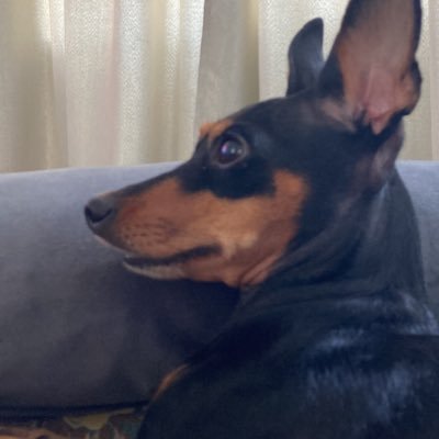 Muito além de ser apenas una Pinscher ,sou a Domitila que manda em suas humanas! NÃO DISCUTO NO TT POIS NÃO TENHO GRANA PRA PAGAR ADV. 😂