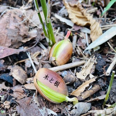 雑木林保全チーム『木と根』世田谷区内都立公園で活動。活動や自然の様子などをお伝えしています。 世田谷名木百選「クヌギ・コナラ（雑木林）」 環境再生医（中級）自然観察指導員