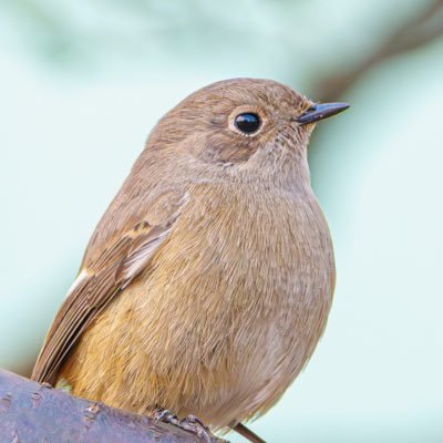 SONY a1とa7RV。何でも📸。最近は身近にいる鳥にハマり中。野鳥写真より野鳥の観察、自然と生態が好き😍必要以上の餌付け反対派。写真好きな方は仲良くしてくださいませ😆 主にインスタに居ます🌼