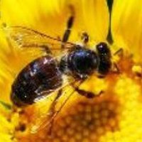 Niagara Bee(@NiagaraBee) 's Twitter Profile Photo
