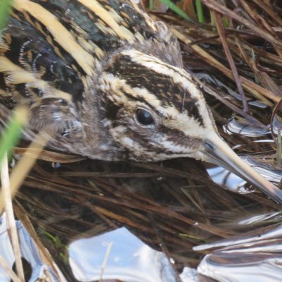 International group connecting sites throughout Jack snipe (Lymnocryptes minimus) migration route. Undertaking surveys & ringing using thermal imaging.