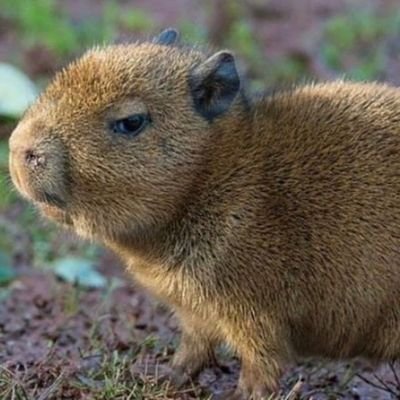 Game Dev | Capybara Fan | Nerd