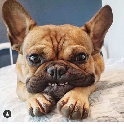 👉Welcome to @frenchietwitt       ---------------------   🐕We share daily #frenchie Contents ------------       🐾Follow us if you reall love Frenchie---------