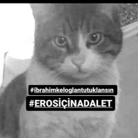 pasa the oldest cat (@pasa_cat) 's Twitter Profile Photo pasa the oldest cat (@pasa_cat) 's Twitter Profile Photo