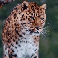 South Arabia (@ahmdmr07187709) 's Twitter Profile