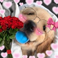 chomjai as ไบson’s puppy(@kunisiw) 's Twitter Profile Photo