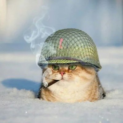 C4TT4CK's profile picture. if you can't feed the cats, then you must feed the rats
