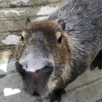 Jinir (@jino013) 's Twitter Profile