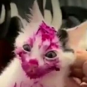 Faisalwym's profile picture. 