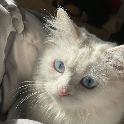 shiy1010902's profile picture. 🈚️