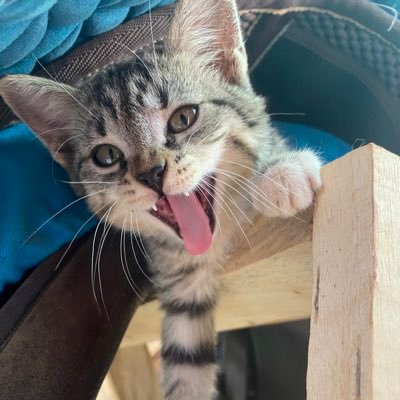 LilyStzk's profile picture. 