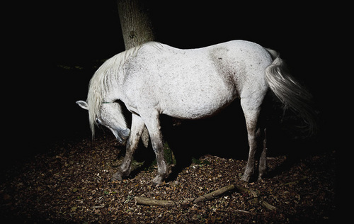 TomMedwell's profile picture. Lensslinger