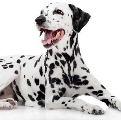 _icantthinkof1_'s profile picture. living my dream 
🐕🐉🐂🐂🐕