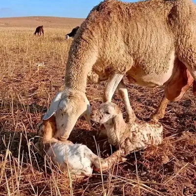 HabibBalla69797's profile picture. 