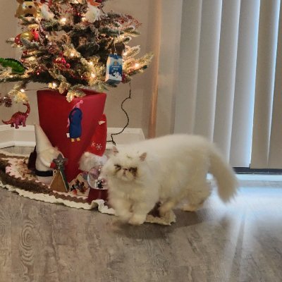 GgIiZzYy90's profile picture. Just a cool cat named Gizmo