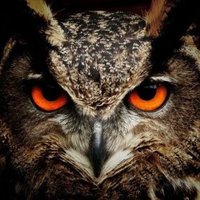 Elektrika 🎗️🐬🦉🦅🐾🐉🦋🐺🐗🐢🦍🦝(@guapinstant) 's Twitter Profile Photo