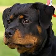 SMITH5145179459's profile picture. Smith is my name. a specialist in fundraising with years of experience creating profitable campaigns for company owners and entrepreneurs. My areas of expertise