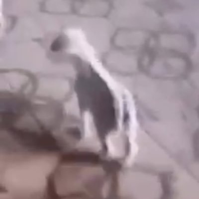 sdrk99070's profile picture. 