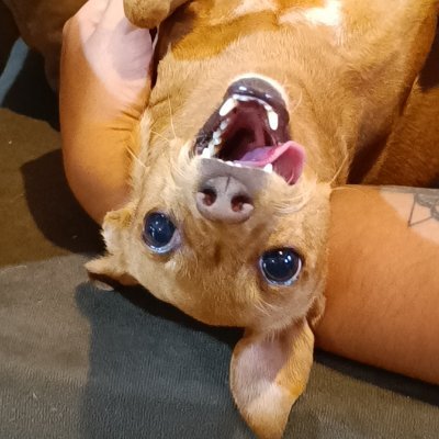 _liaalves's profile picture. 