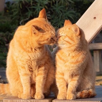 1migratorybirds's profile picture. 美味しい料理&自然&旅行が好き🍴🏖️🛩️
飲み歩きは癒し😌✨️
動物大好き💛