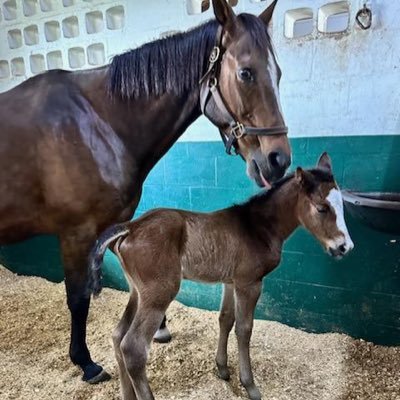 Horse racing fanatic,breeder, owner. Enjoy studying bloodlines and learning about the early history of horse racing.