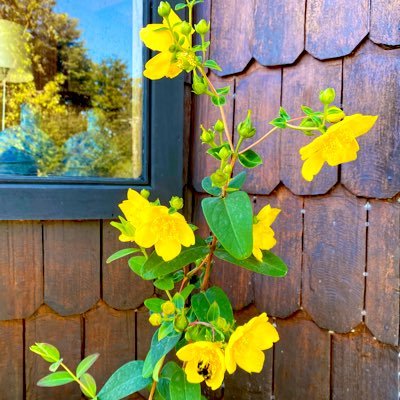 fgtoledoe's profile picture. Ingeniera Civil industrial