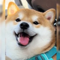 霂里&涂涂犬 (@mokusato) 's Twitter Profile