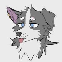 CoderCollie (@codercollie) 's Twitter Profile