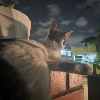 penadoll's profile picture. Bibliomaniac.

Cold face. Bleeding Heart. Awkward.