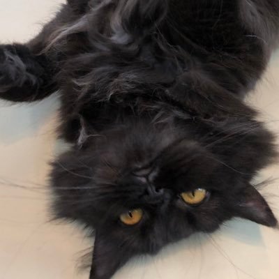 APIRLISさんのプロフィール画像